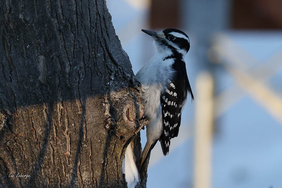 hårspett - ML646942494