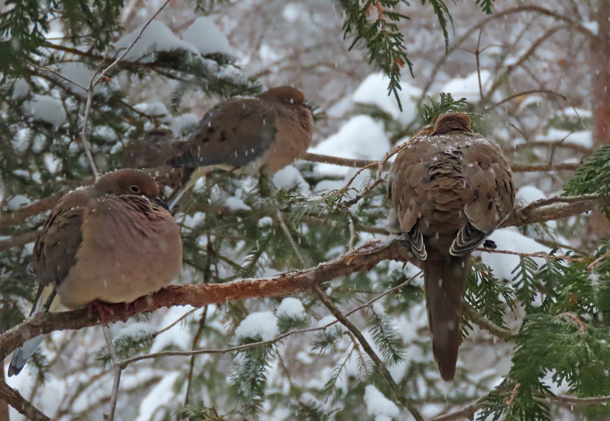 Zenaida Huilota - ML646942497