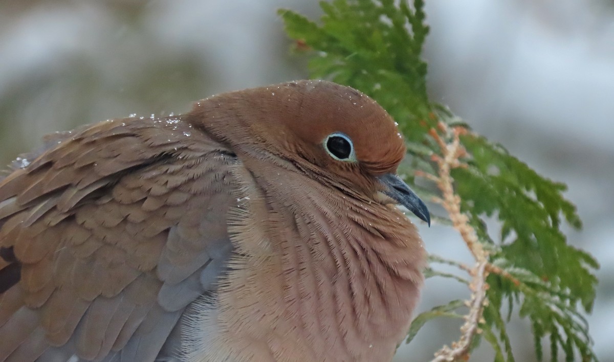 Zenaida Huilota - ML646942499