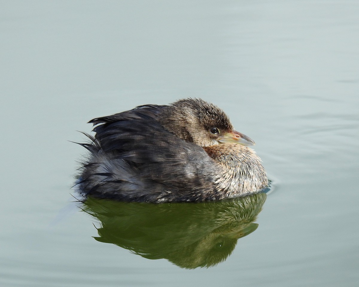 Zampullín Picogrueso - ML646942500
