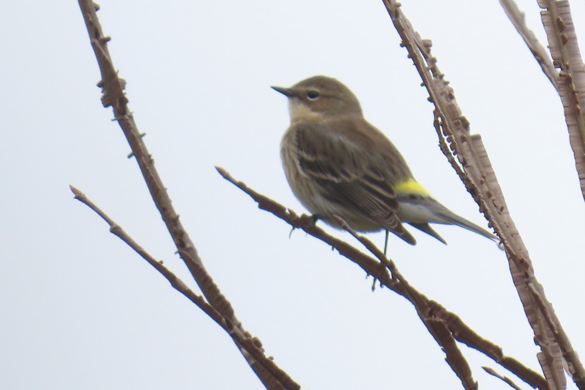 Yellow-rumped Warbler (Myrtle) - ML646942502