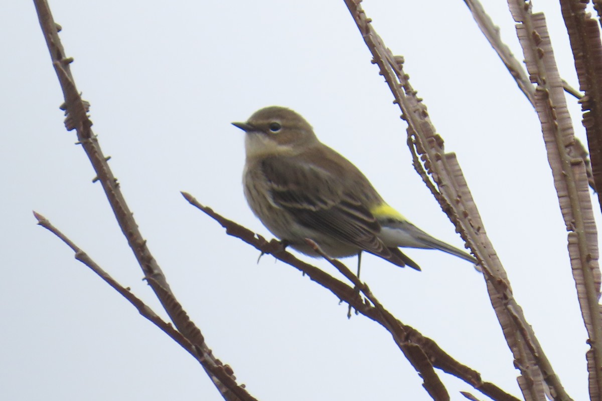 Yellow-rumped Warbler (Myrtle) - ML646942503