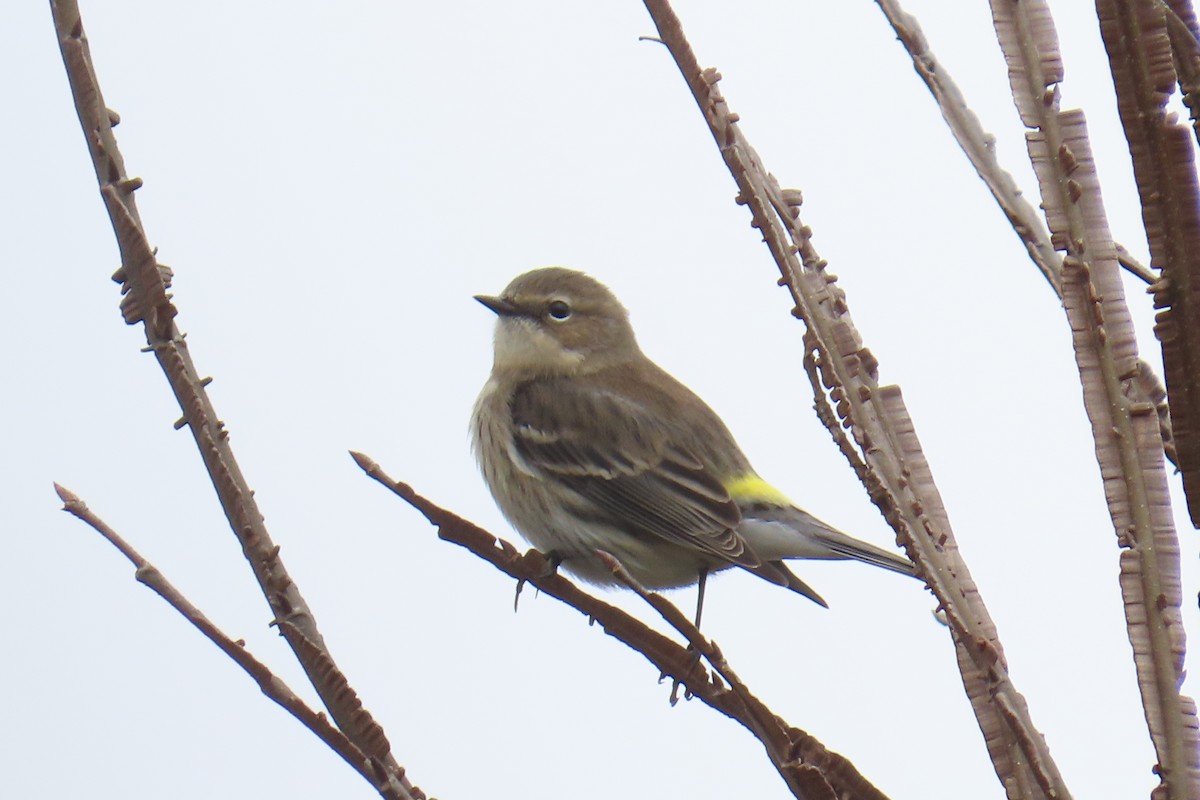 Yellow-rumped Warbler (Myrtle) - ML646942504