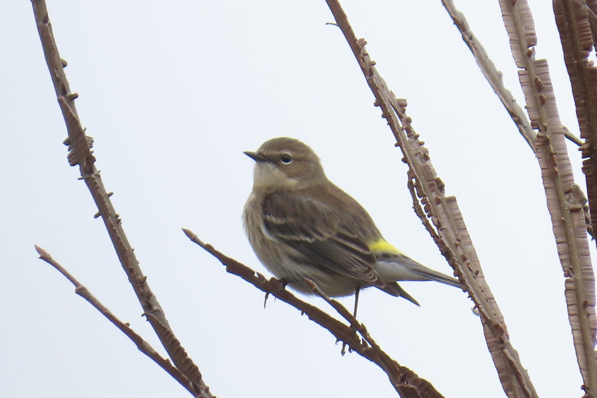 Yellow-rumped Warbler (Myrtle) - ML646942505