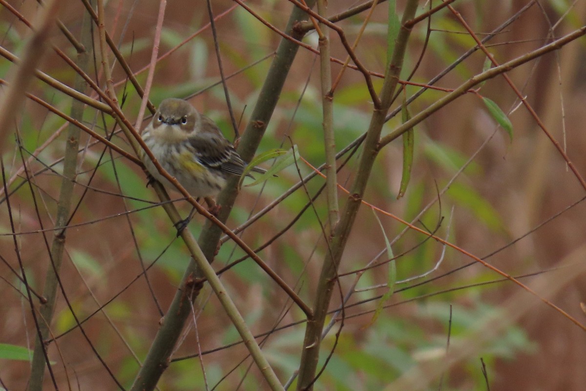 Yellow-rumped Warbler (Myrtle) - ML646942506