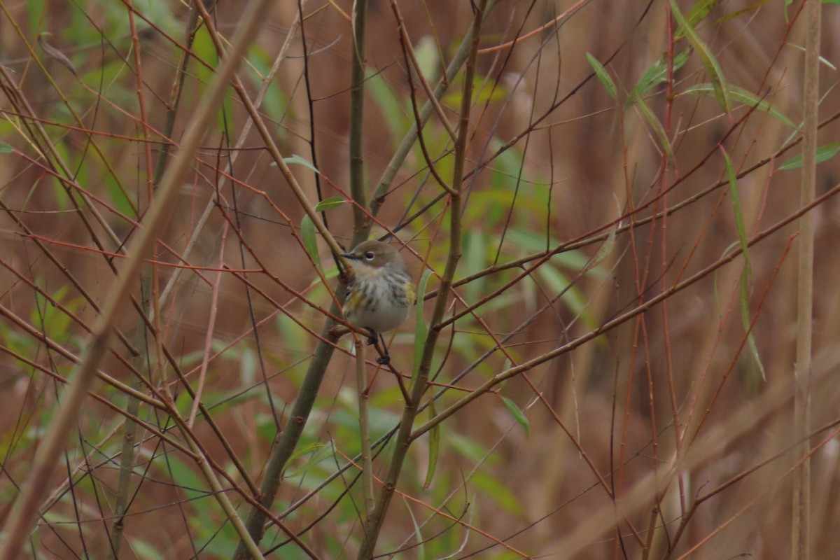 Yellow-rumped Warbler (Myrtle) - ML646942507