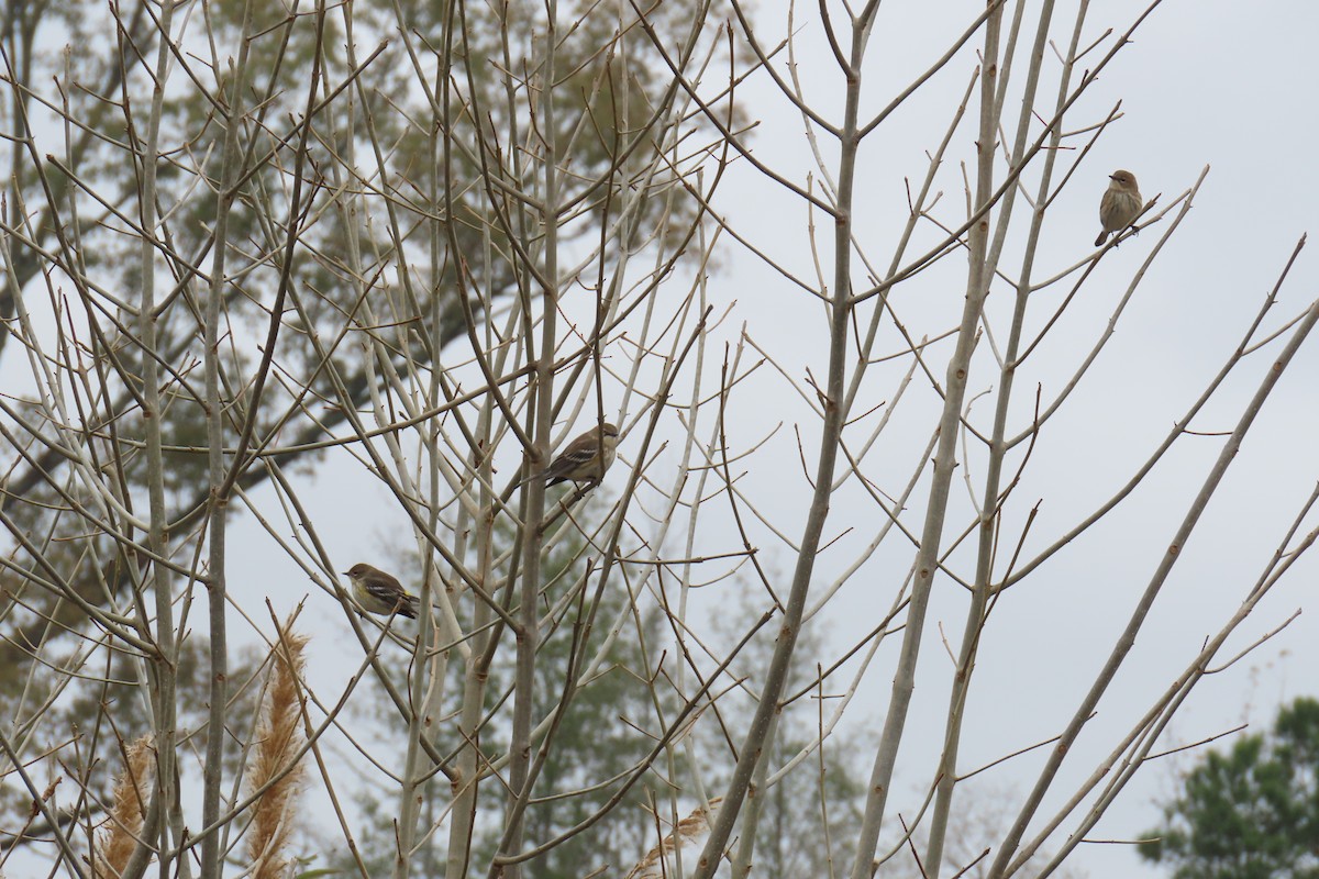 Yellow-rumped Warbler (Myrtle) - ML646942508