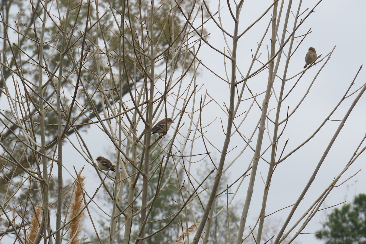 Yellow-rumped Warbler (Myrtle) - ML646942509