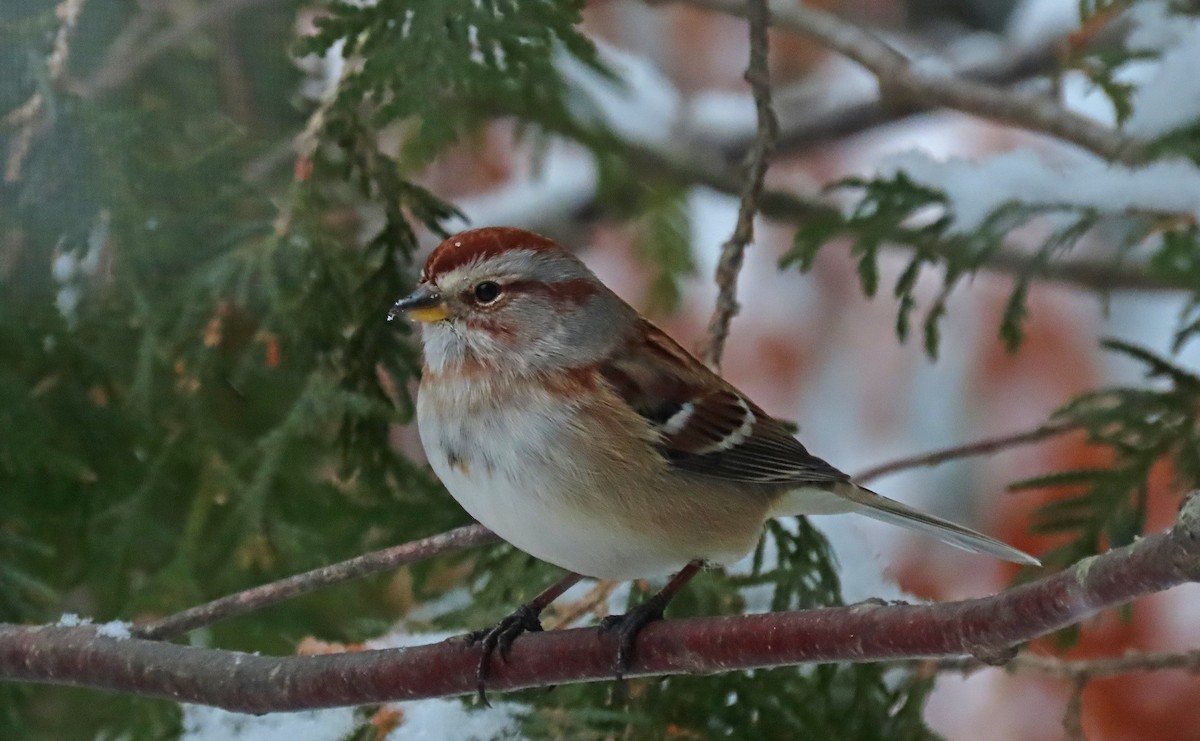 Chingolo Arbóreo - ML646942511