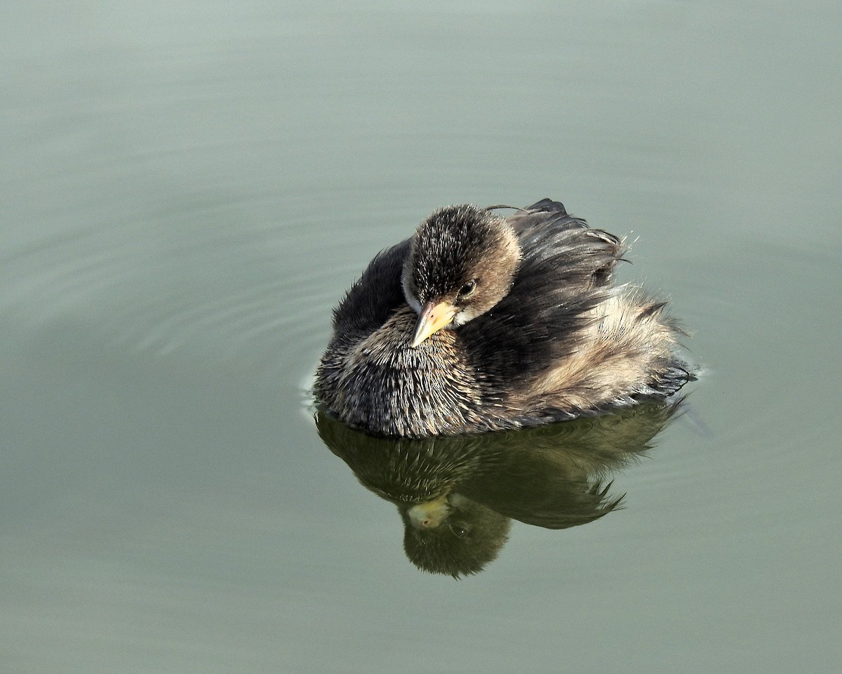 Zampullín Picogrueso - ML646942514