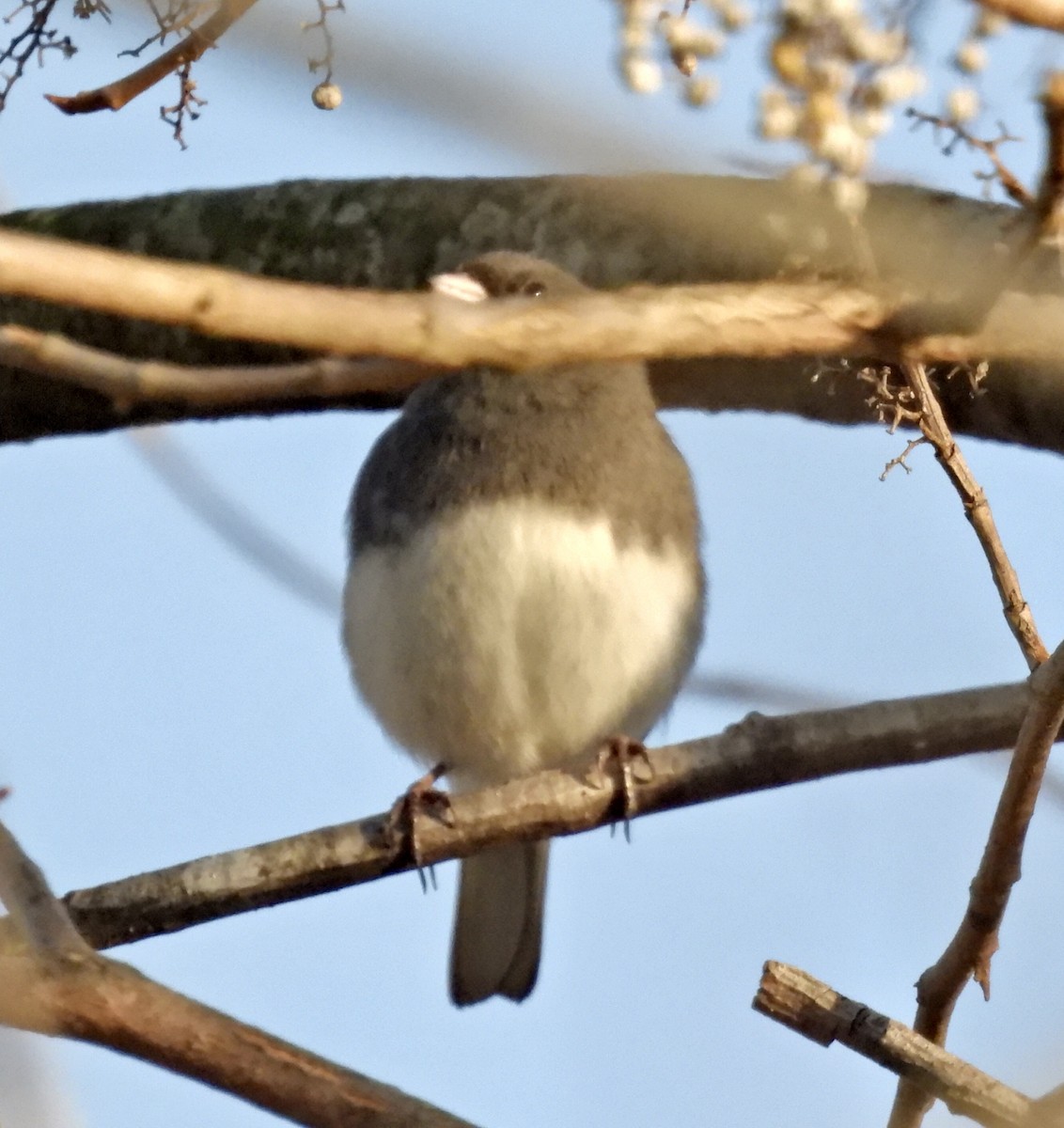 Dark-eyed Junco - ML646942528