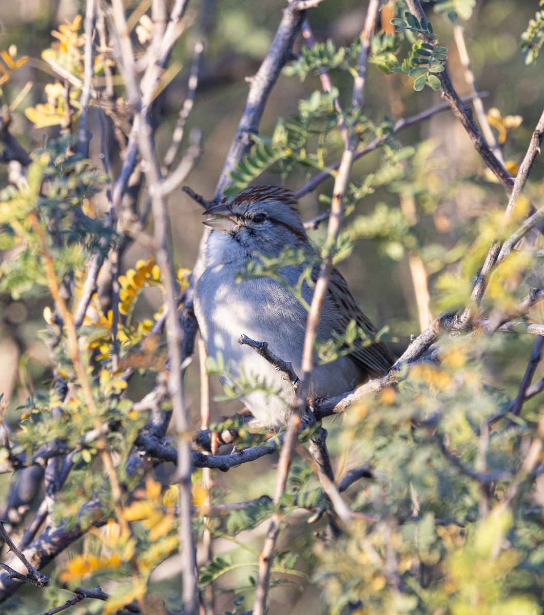 Chingolo Alirrufo - ML646942529