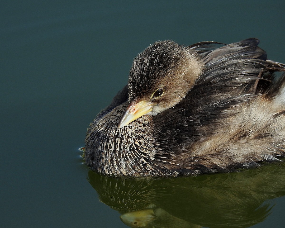 Zampullín Picogrueso - ML646942530