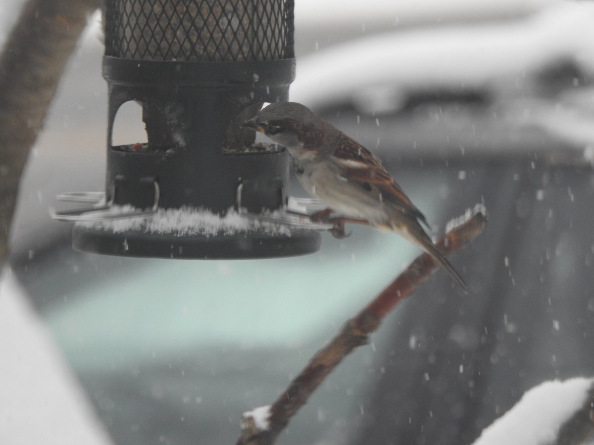 gråspurv - ML646942537