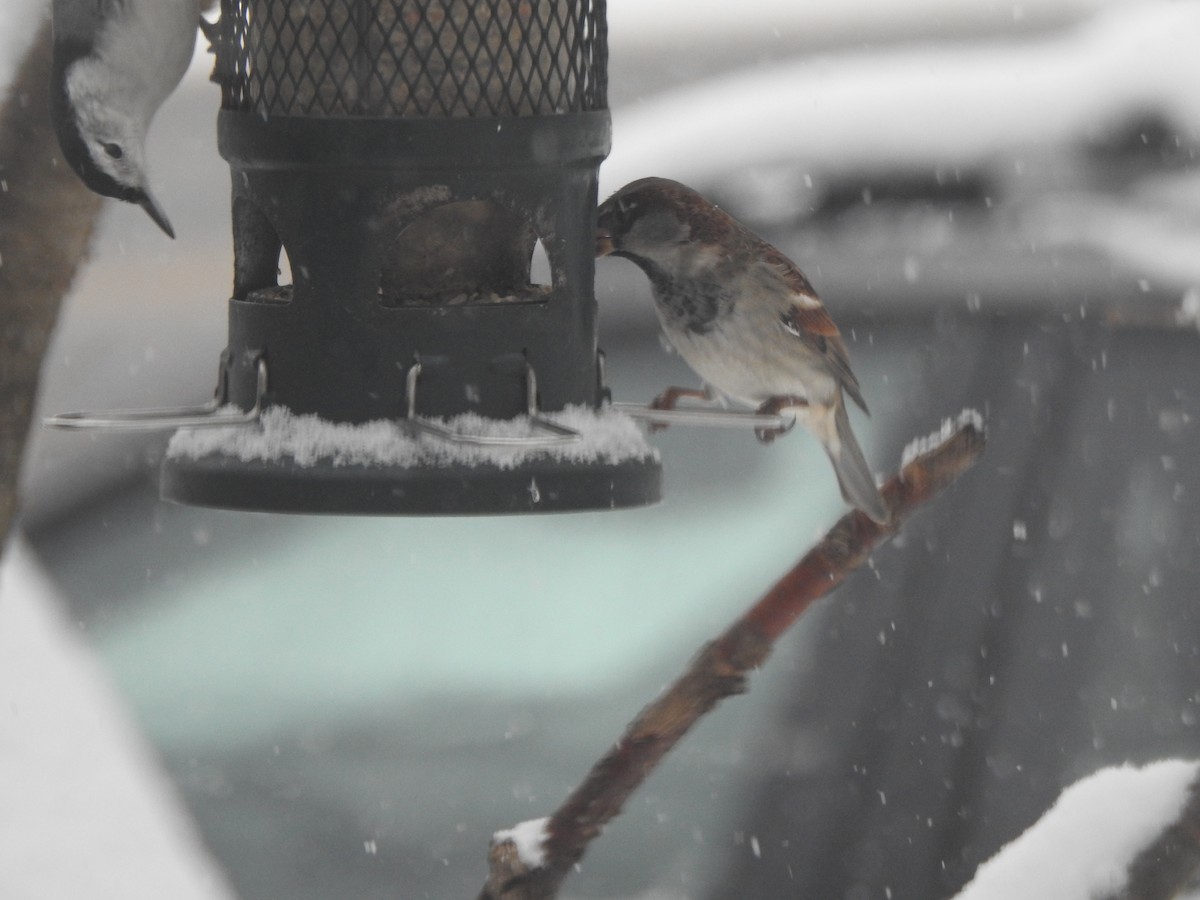 gråspurv - ML646942538