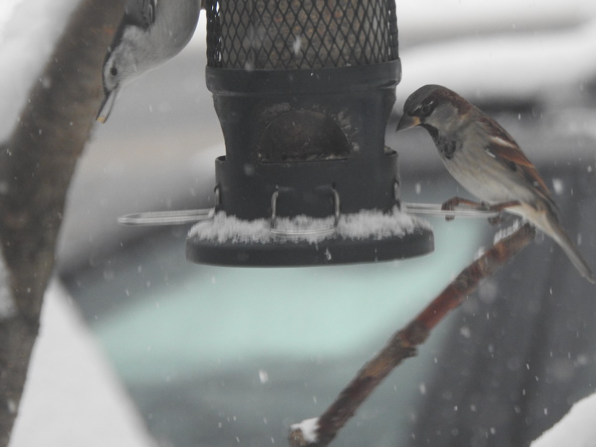 gråspurv - ML646942539