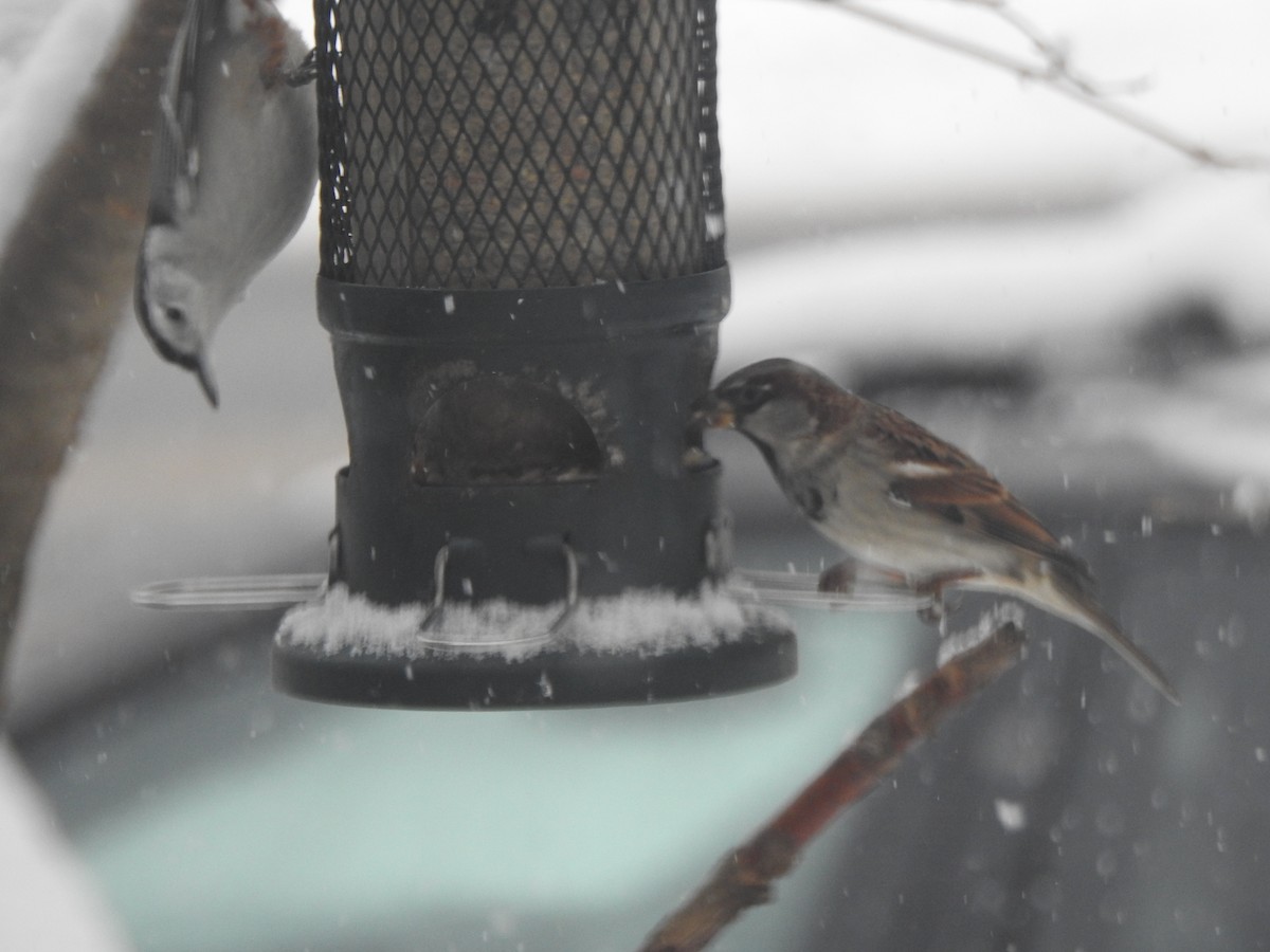 gråspurv - ML646942540