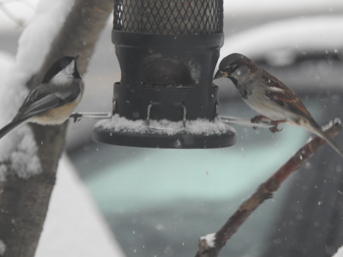 gråspurv - ML646942541