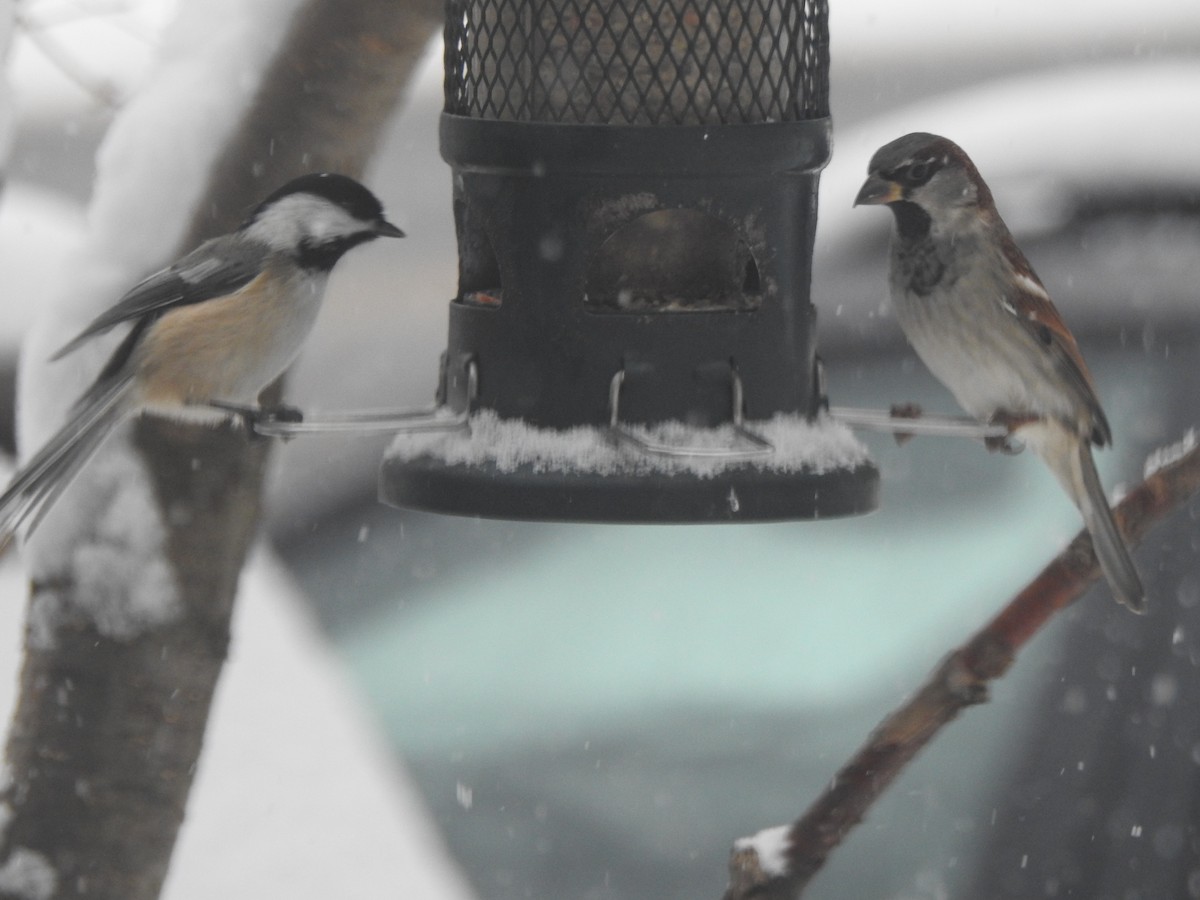 gråspurv - ML646942542