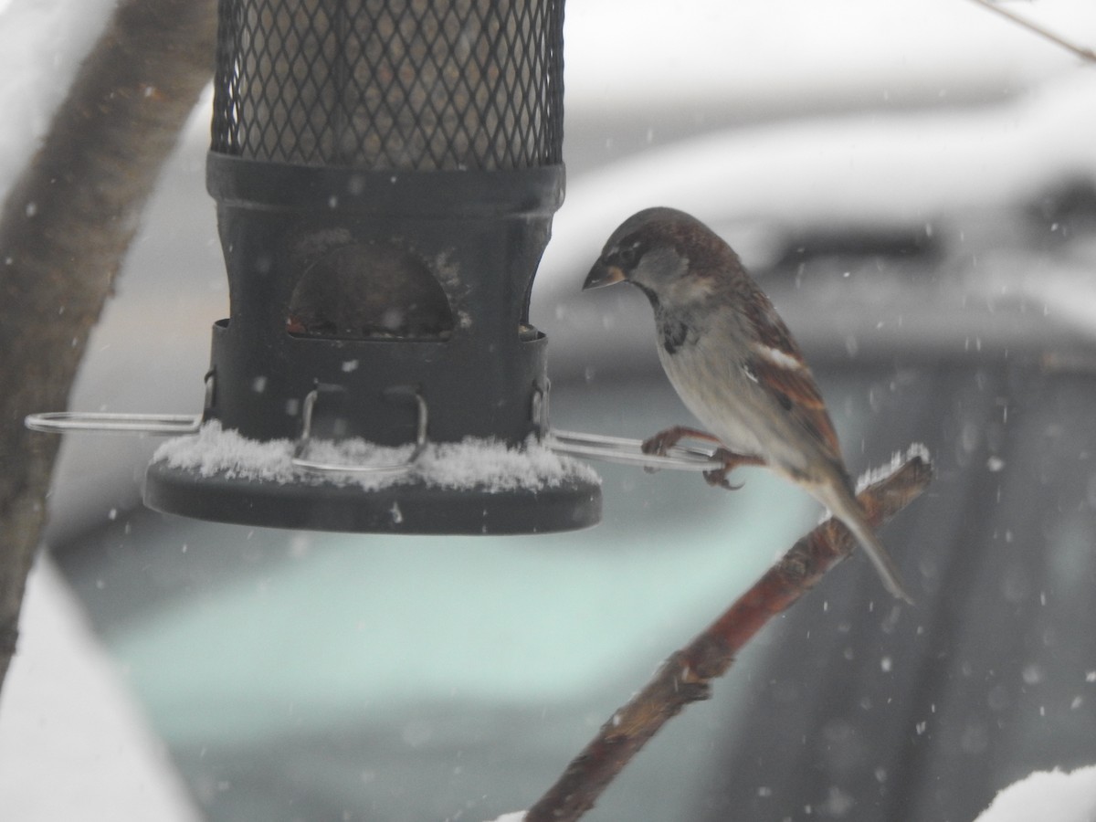 gråspurv - ML646942543