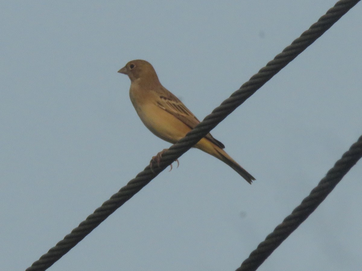 Zigolo testaranciata - ML646942544