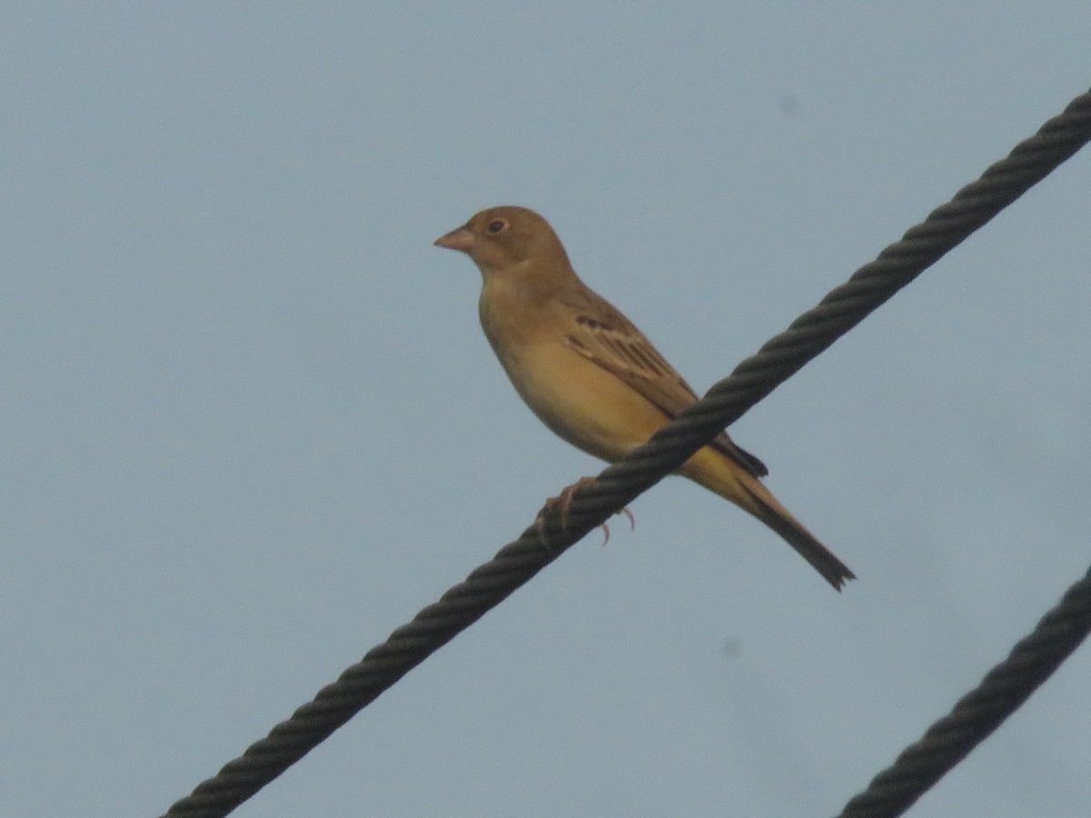 Zigolo testaranciata - ML646942545