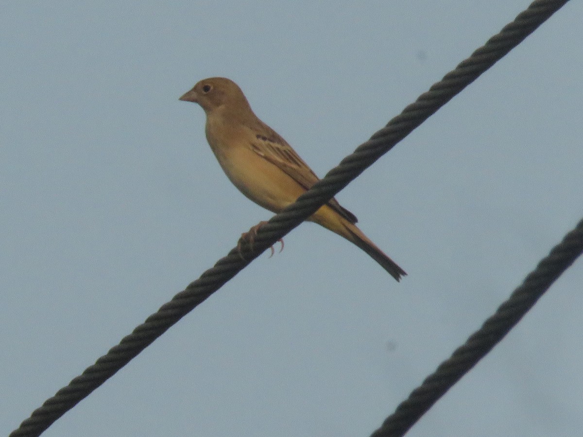 Zigolo testaranciata - ML646942546