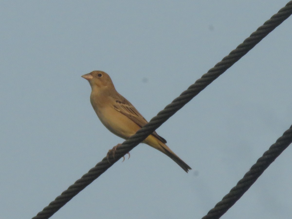 Zigolo testaranciata - ML646942547