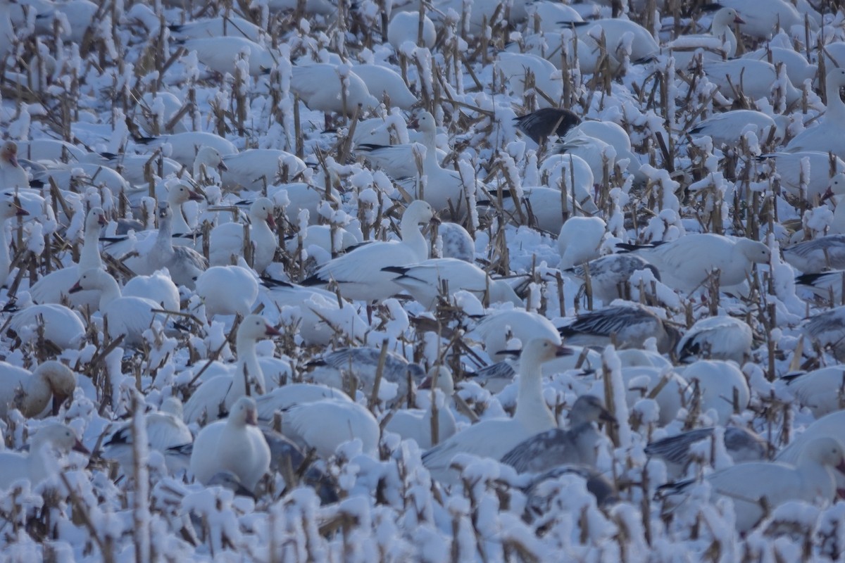 Snow Goose - ML646942549