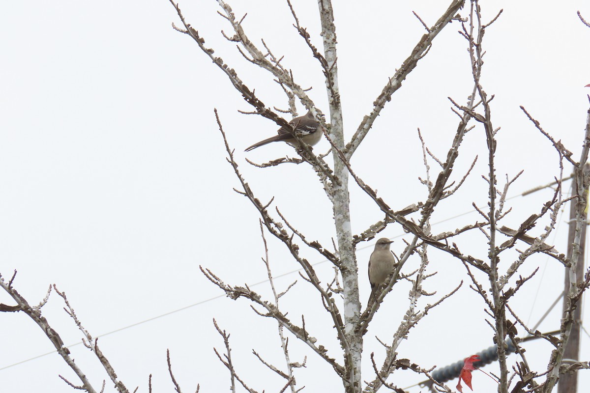 חקיינית צפונית - ML646942552