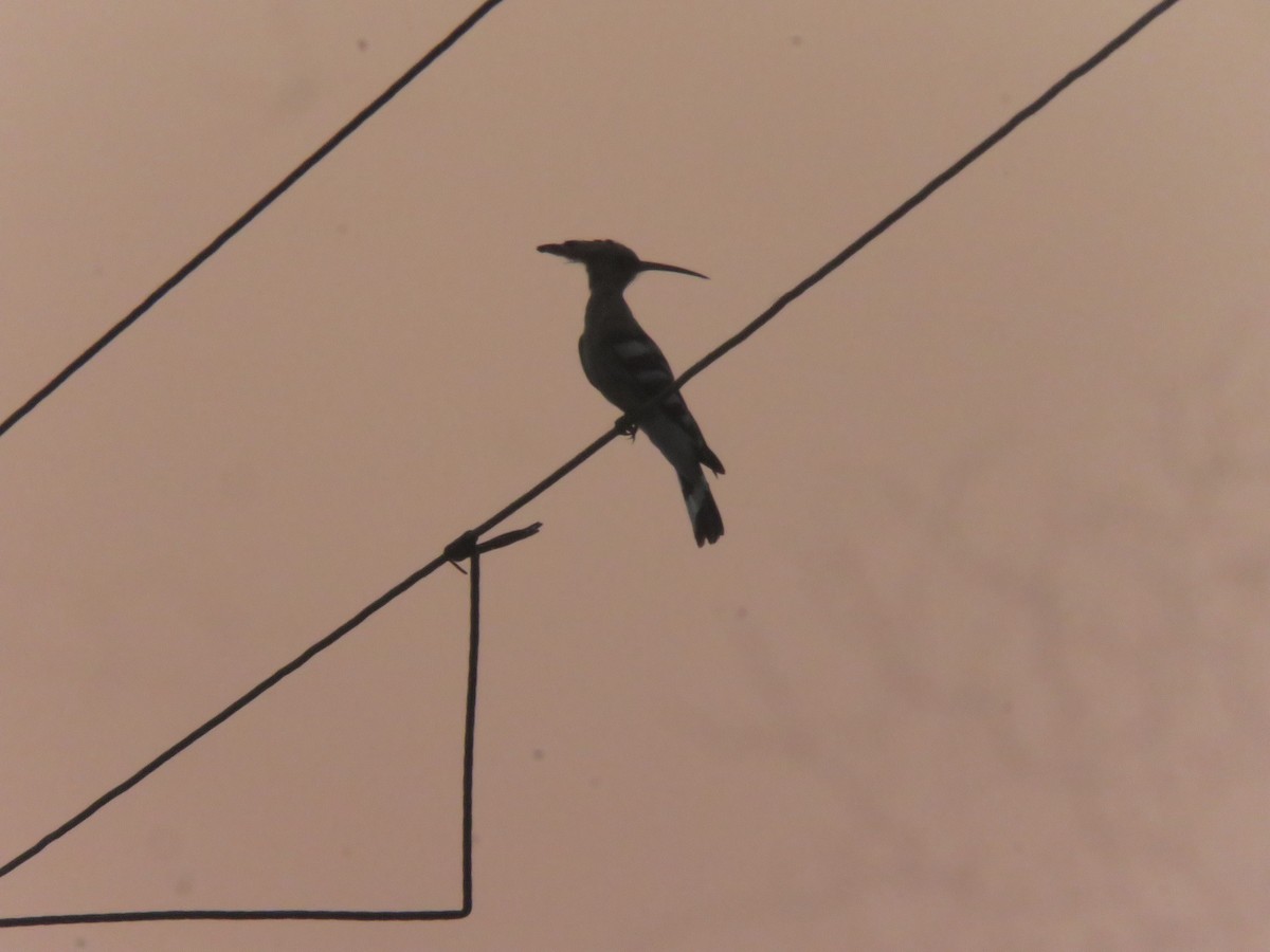 Common Hoopoe - ML646942572