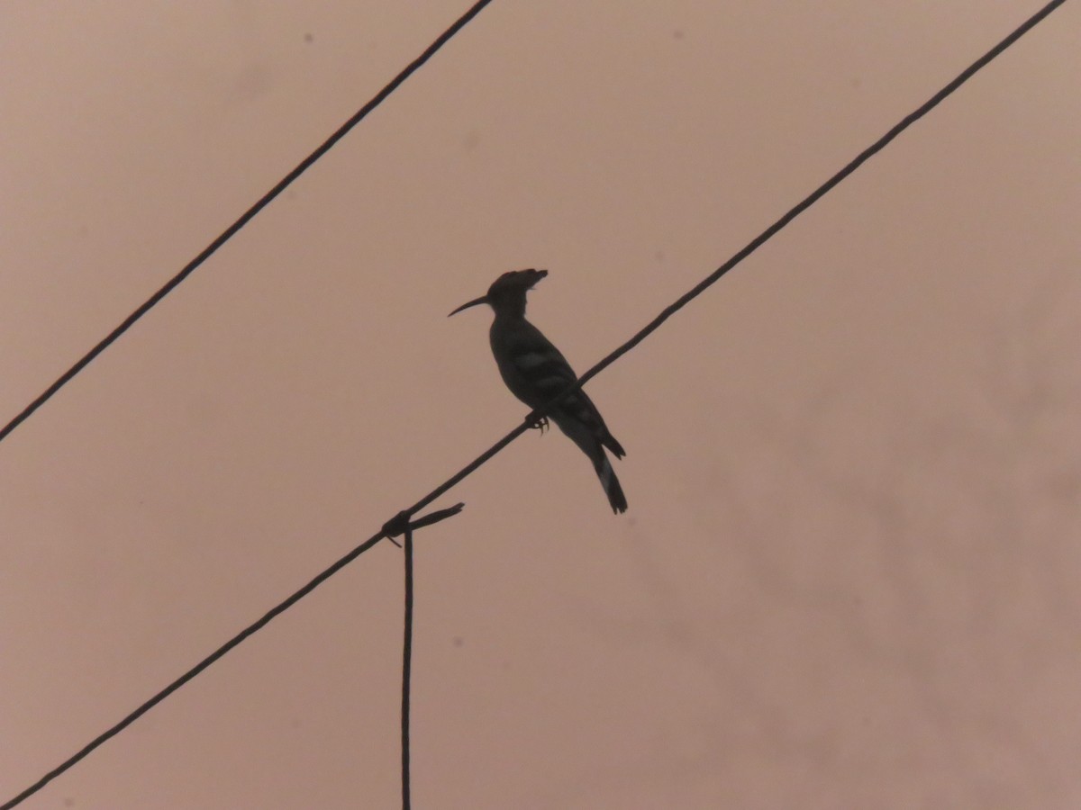 Common Hoopoe - ML646942573