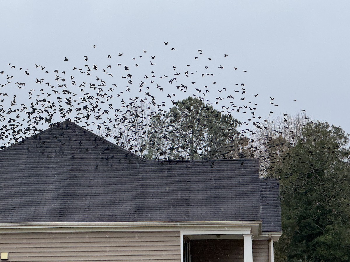 brunhodetrupial - ML646942574