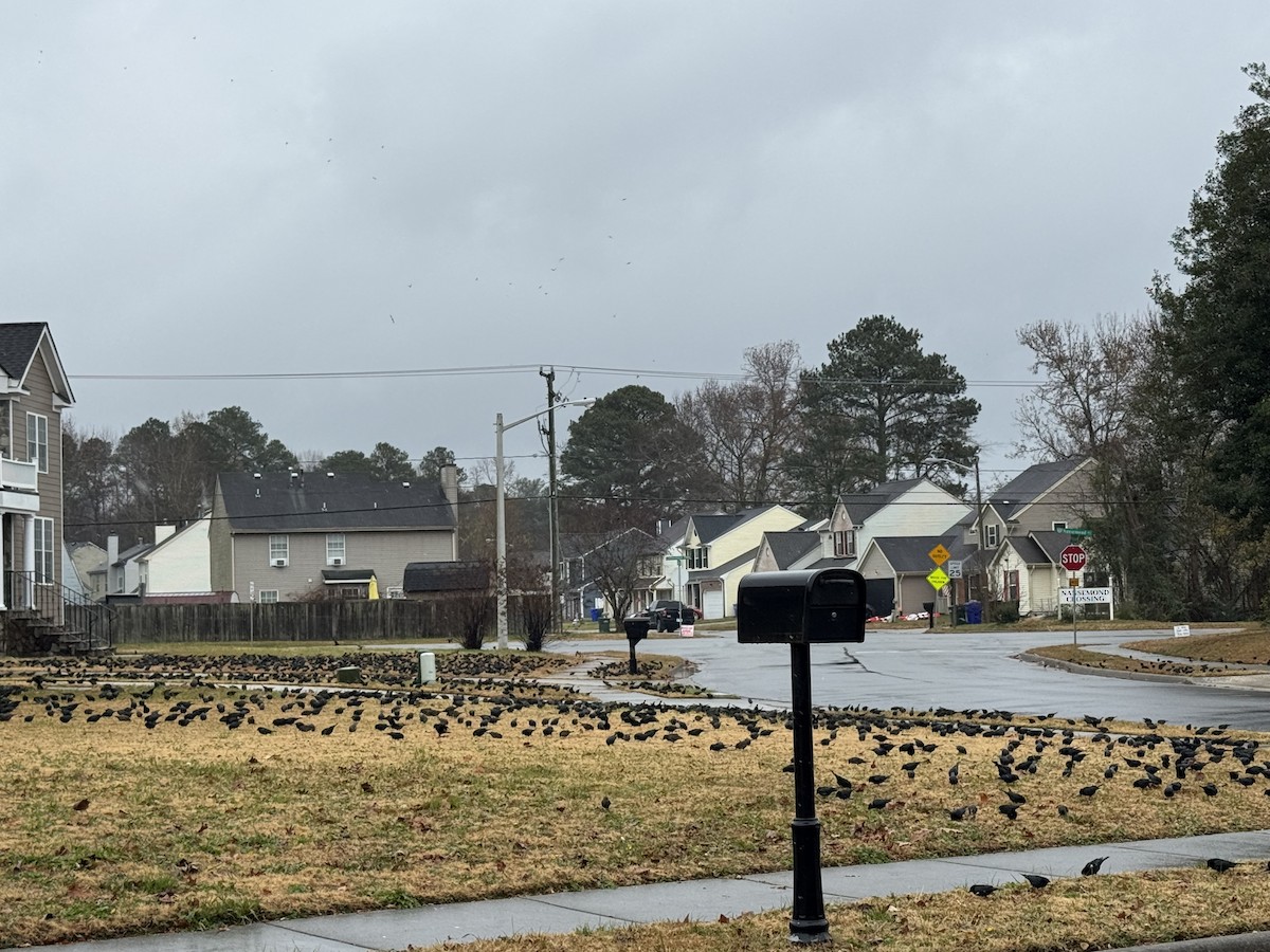 brunhodetrupial - ML646942575