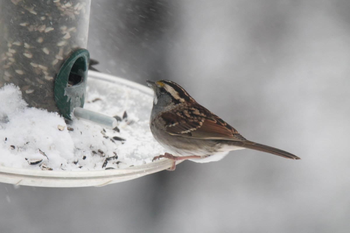 White-throated Sparrow - ML646942579