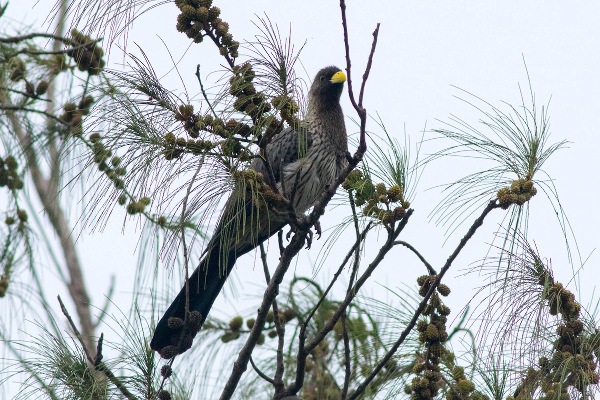 Western Plantain-eater - ML646942583