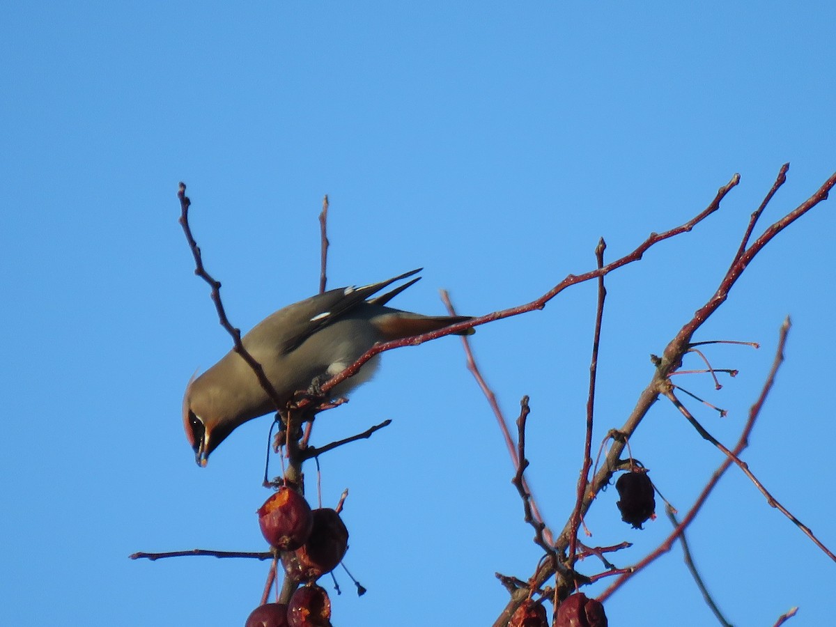 Buztanori boreala - ML646942584