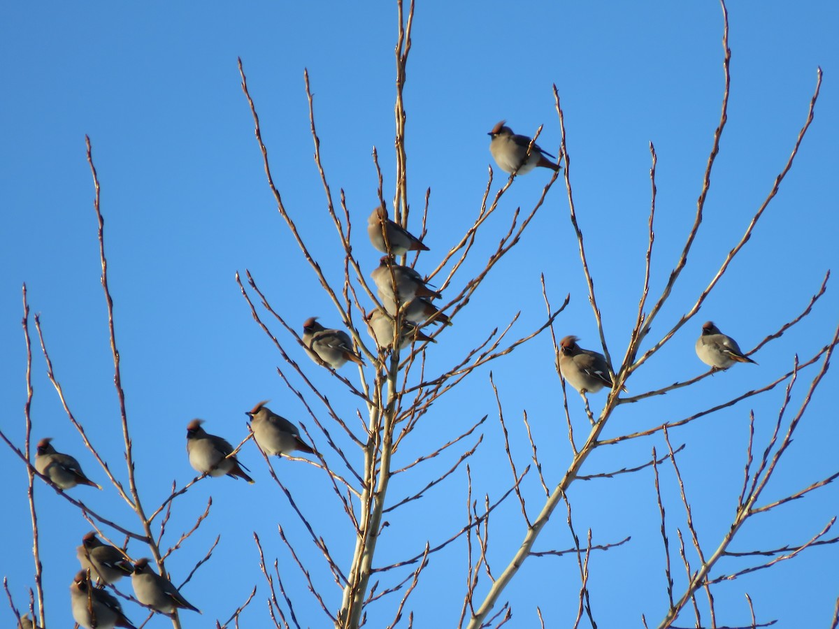 Buztanori boreala - ML646942586