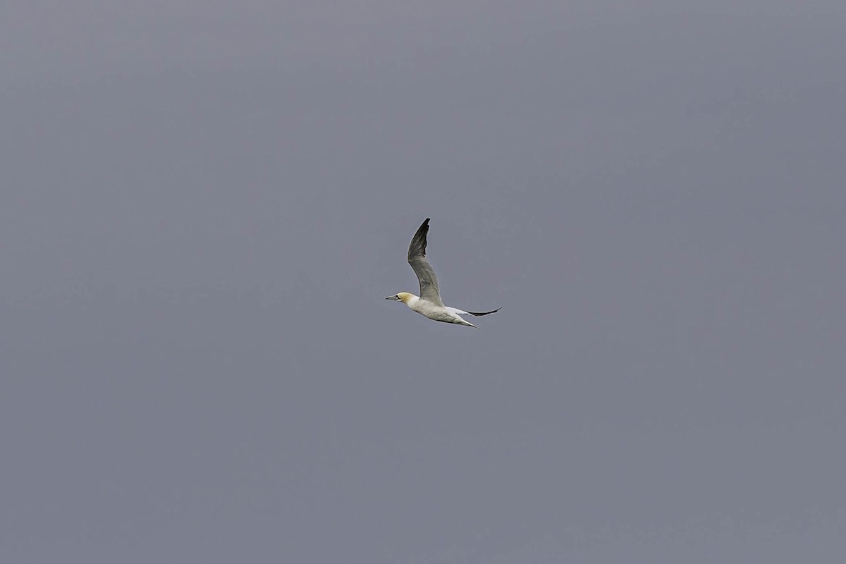 סולה מצויה - ML646942588