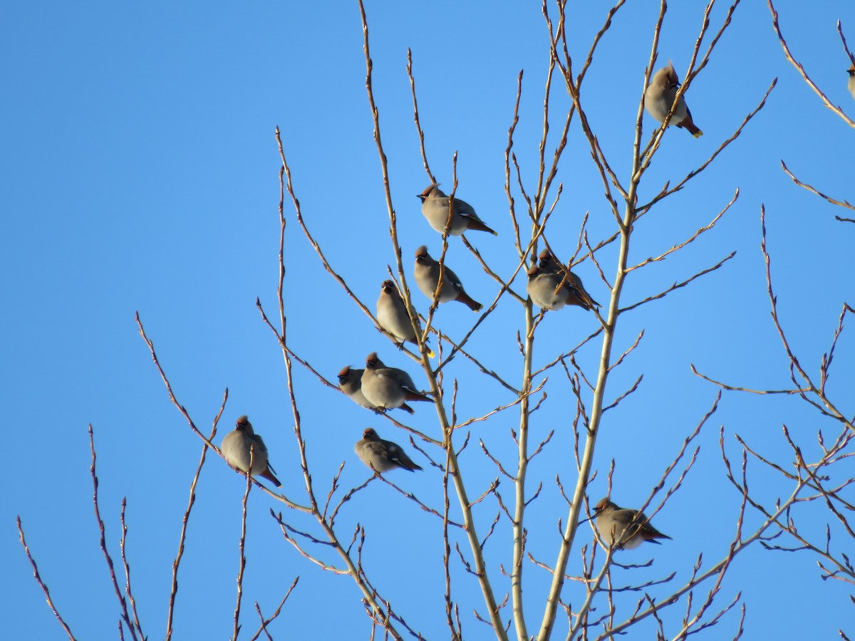 Buztanori boreala - ML646942590