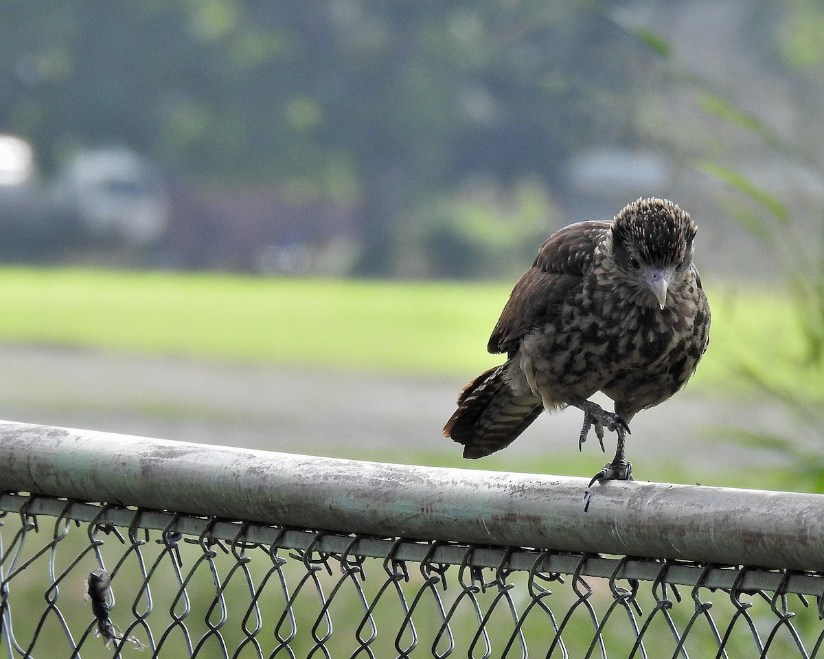 Caracara Chimachima - ML646942594