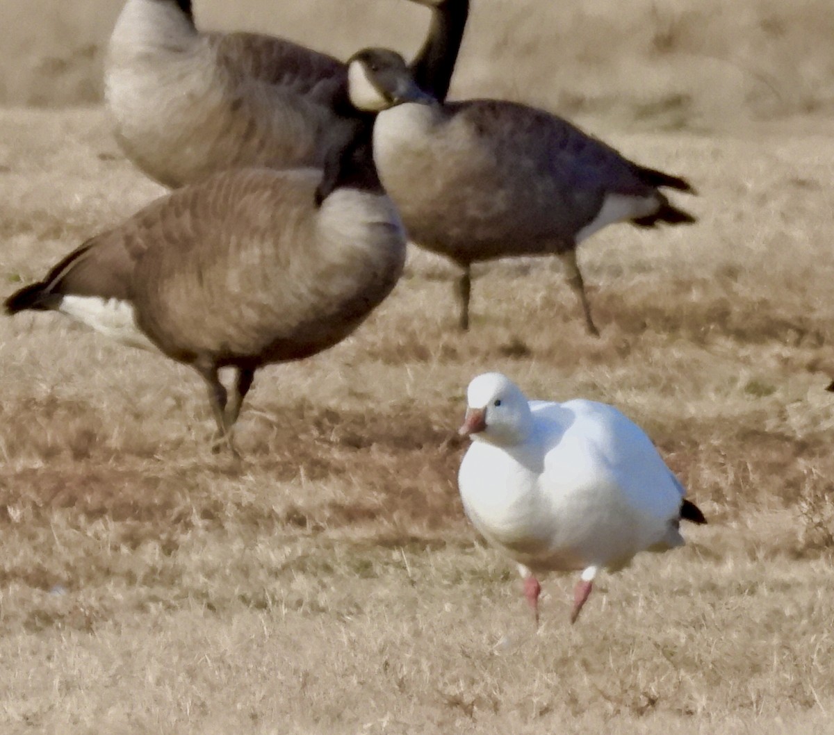 Ross's Goose - ML646942597