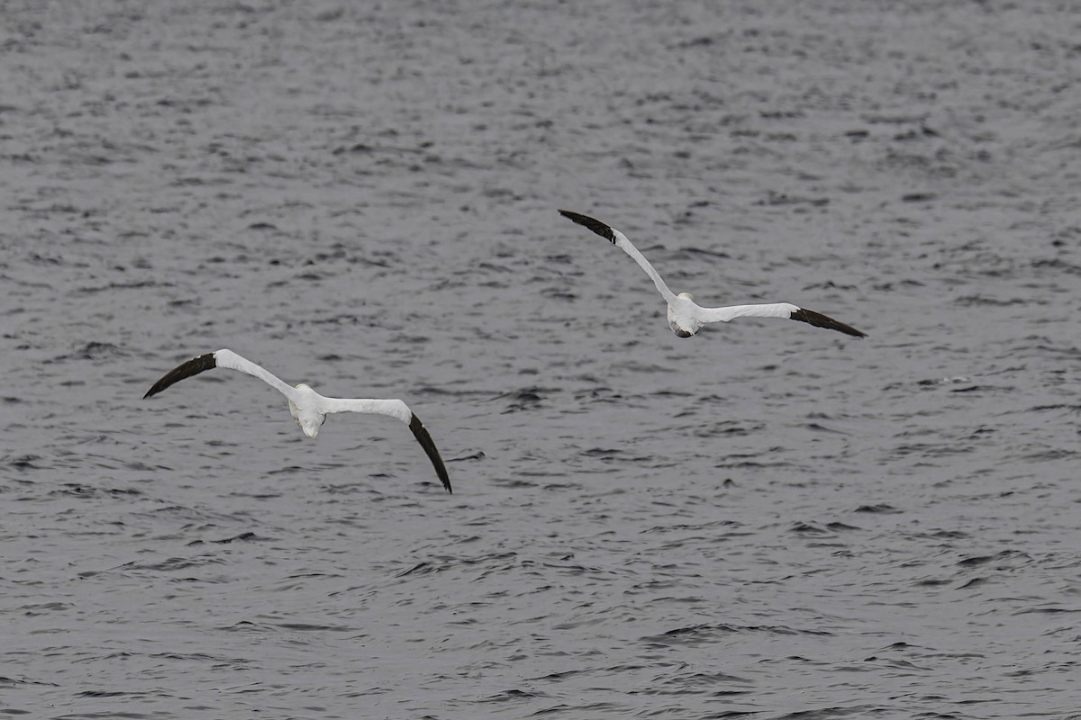 סולה מצויה - ML646942603