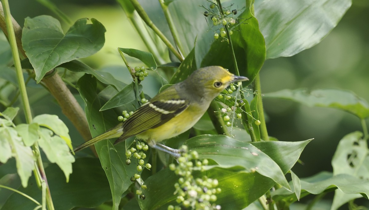 Bireo begizuria - ML646942604