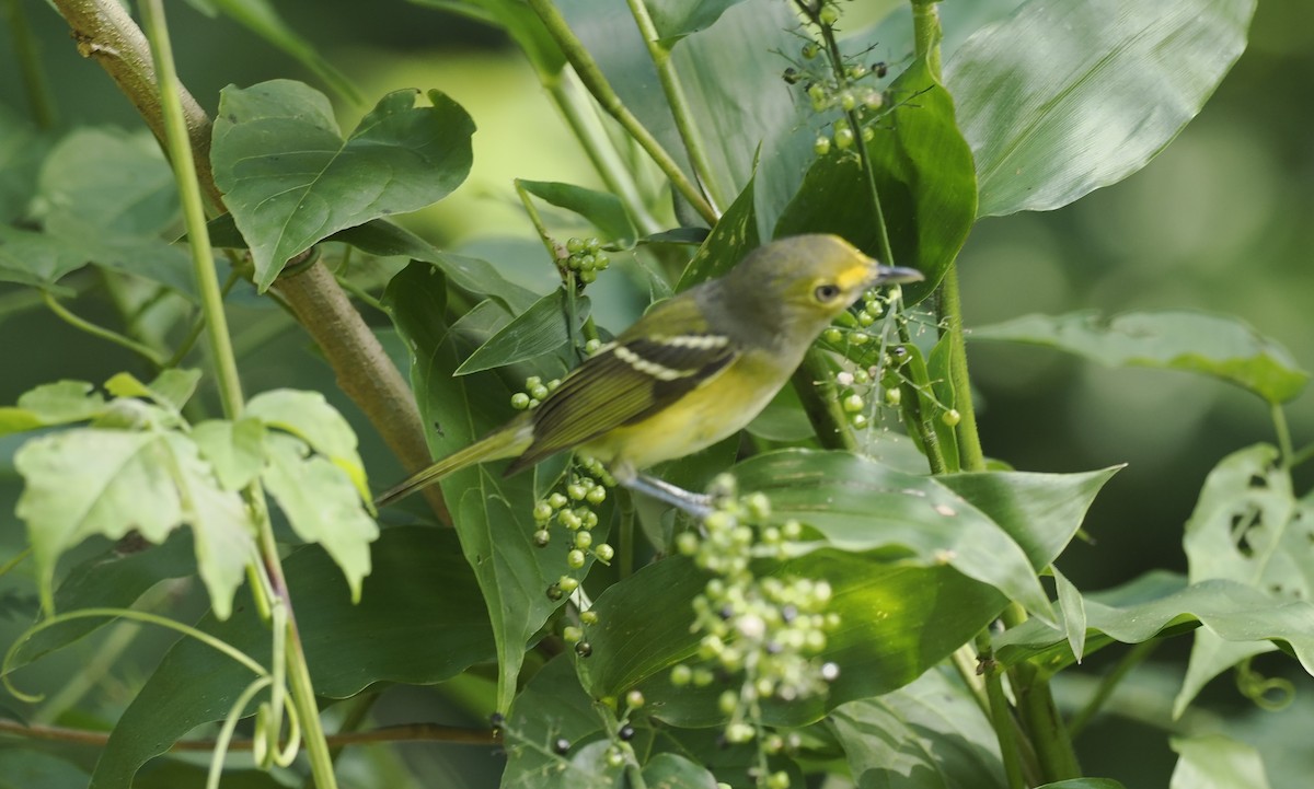 Bireo begizuria - ML646942605