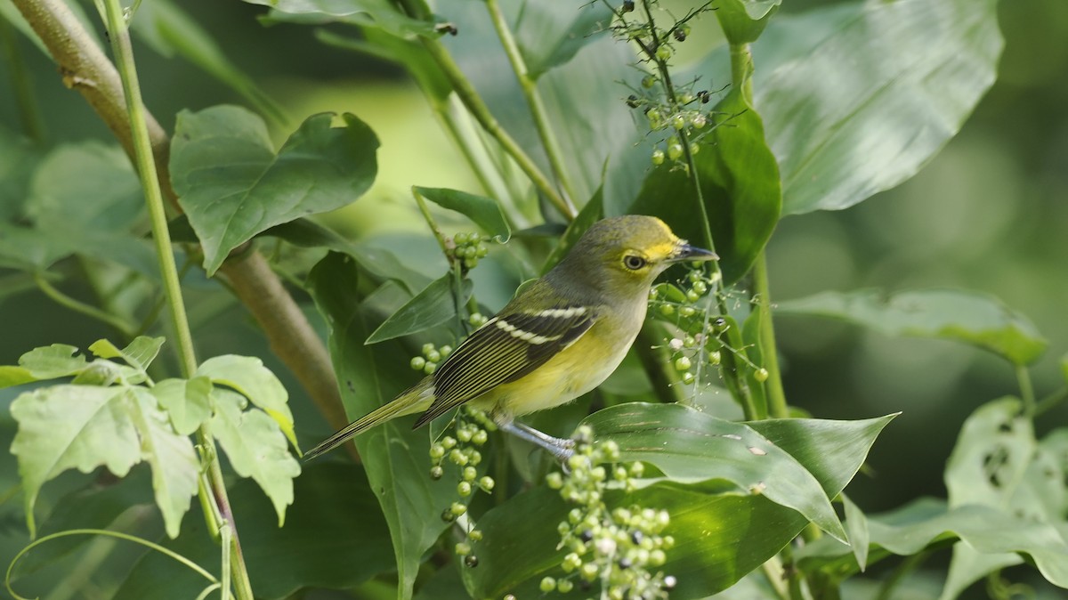 Bireo begizuria - ML646942606