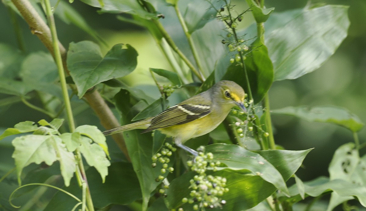 Bireo begizuria - ML646942607