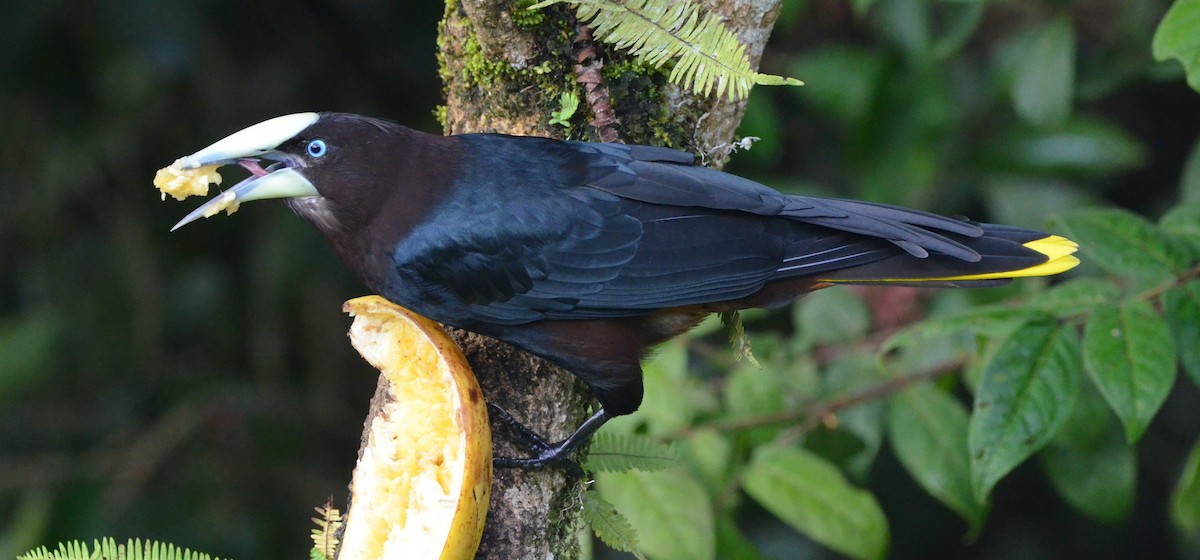 Chestnut-headed Oropendola - ML646942608