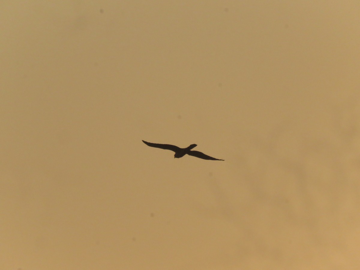 Western Marsh Harrier - ML646942609