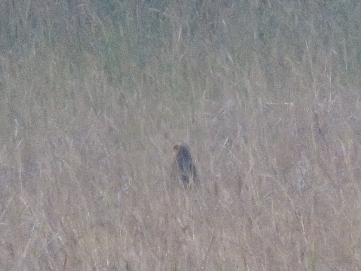 Western Marsh Harrier - ML646942610